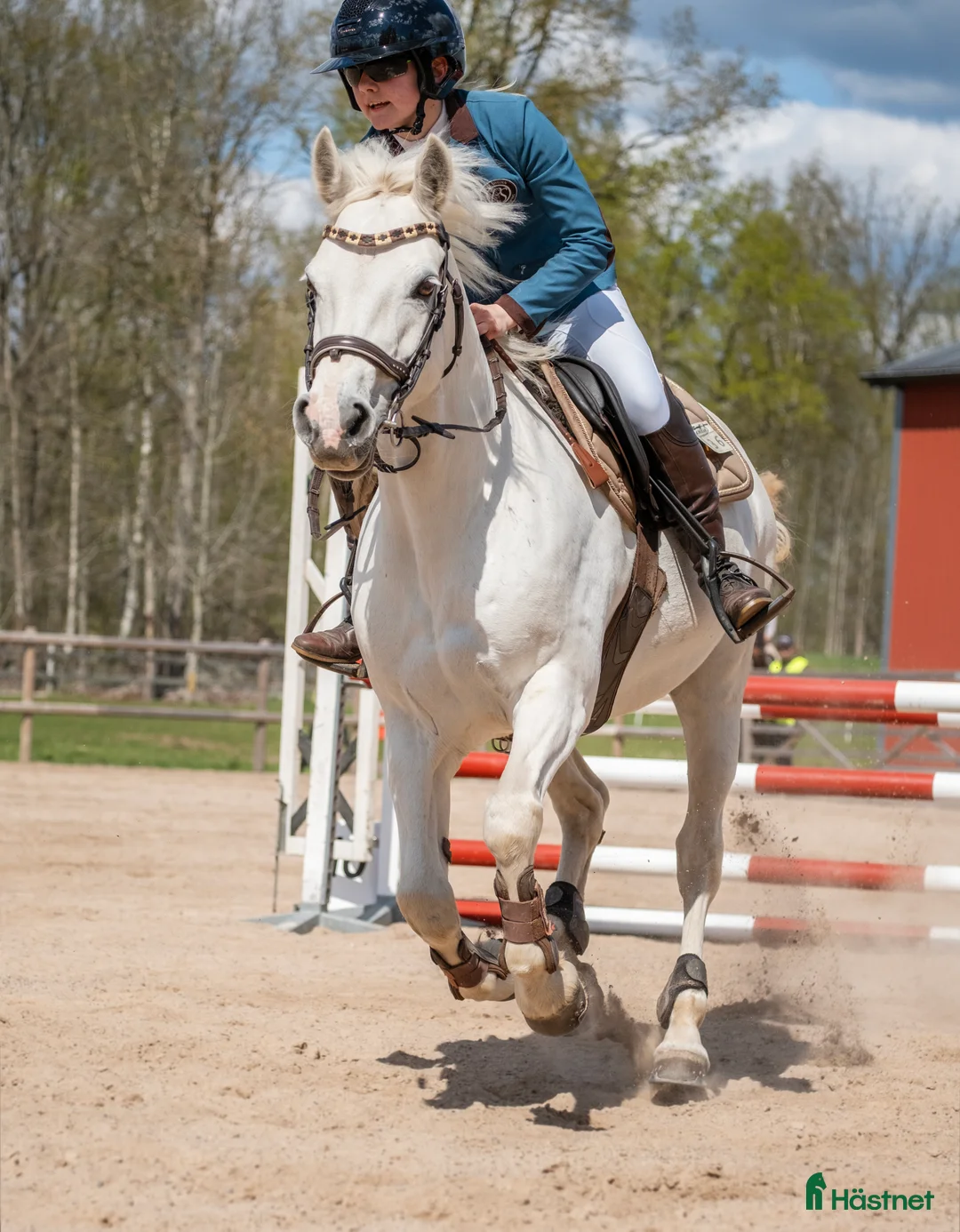 Hoppning hästar till salu: Sockersöt hopponny i Degerhamn - Annons 3