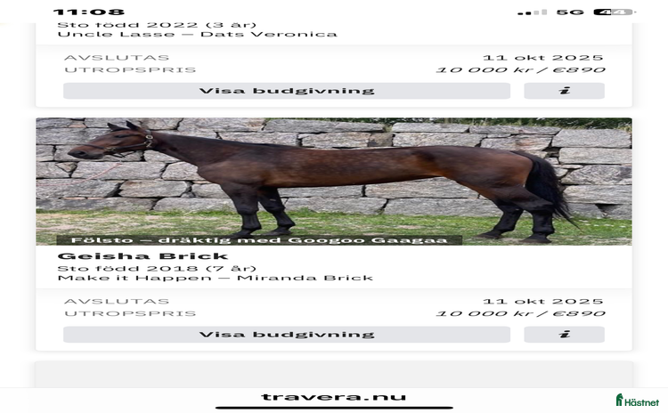  hästar Dräktigt fölsto i Rävlanda - Annons 10