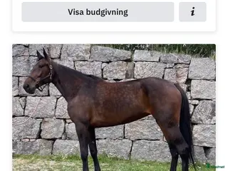 hästar Dräktigt fölsto Nytt pris i Rävlanda - Annons 16