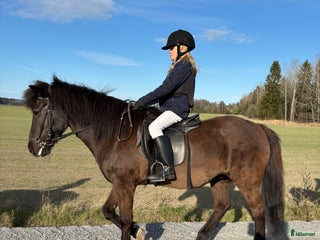 medryttarhäst sökes: Ponny sökes för 10åring i Bagarmossen - Annons 1