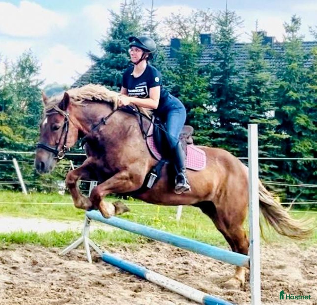 Allround hästar till salu: The best Mother & Daughter horse, dressage/jumping i Örsundsbro - Annons 15