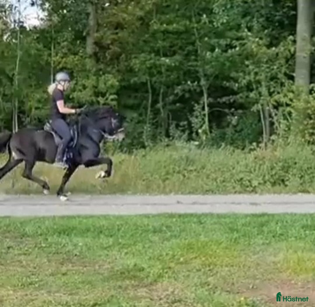 Island hästar till salu: Fint sto  i Sölvesborg - Annons 6