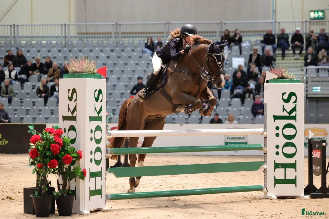  hästjobb finnes: Behöver du hjälp med din häst/ponny? 🫶🏻 i Ystad - Annons 2