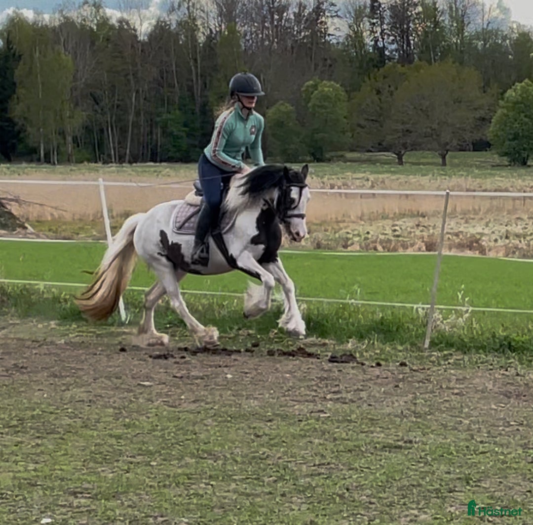 Allround hästar till salu: Superfin ungponny för framtiden! i Arboga - Annons 6