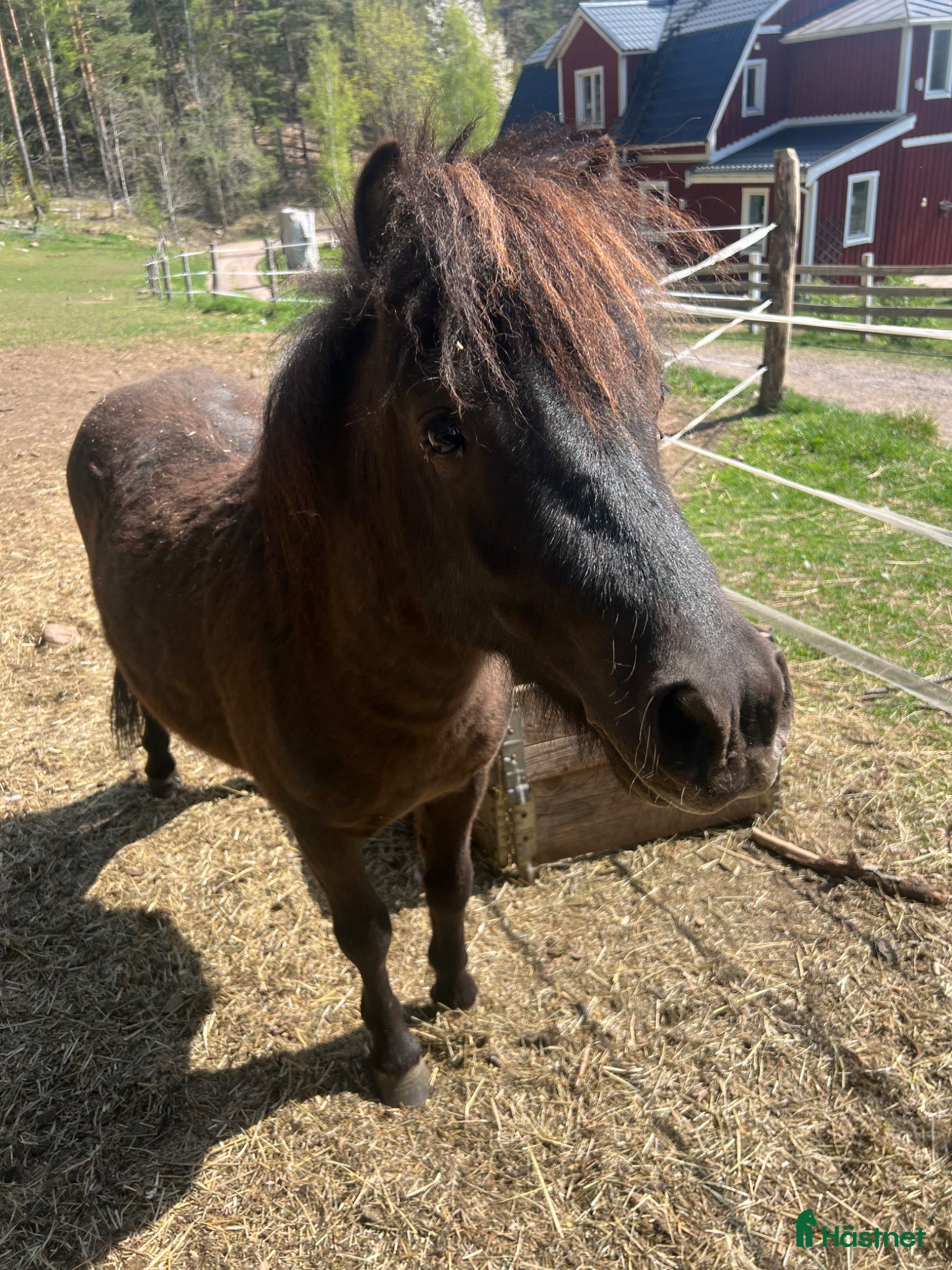  hästar Mysig 2-års hingst - Annons 17