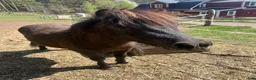 Allround hästar till salu: Mysig 2-års hingst - Annons 1