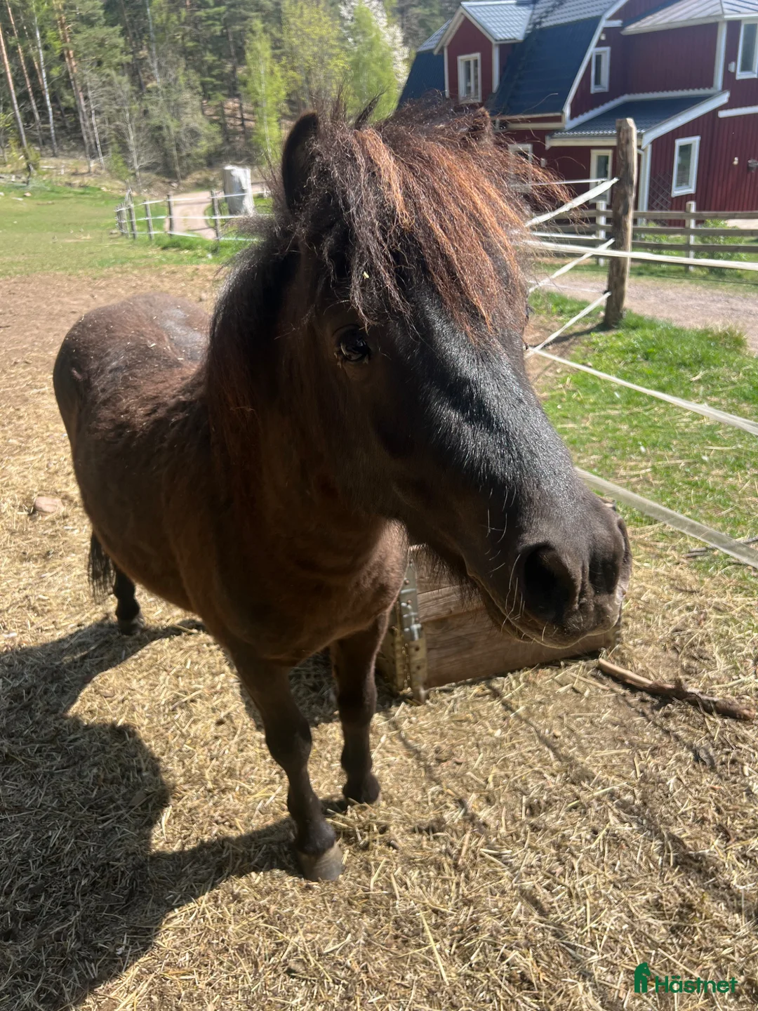 Allround hästar till salu: Mysig 2-års hingst - Annons 1