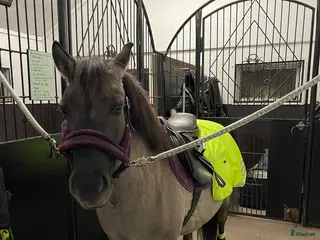 hästar Charmig ponny för den tuffa ryttaren! - Annons 10