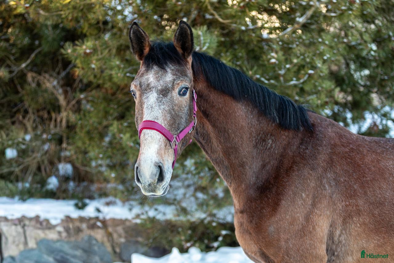  hästar The breeder is selling horses. - Annons 9