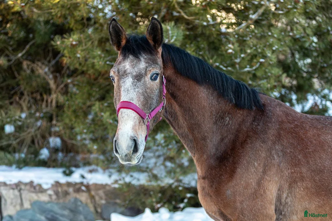 Hoppning hästar till salu: The breeder is selling horses. - Annons 1