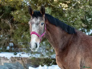 hästar The breeder is selling horses. - Annons 9