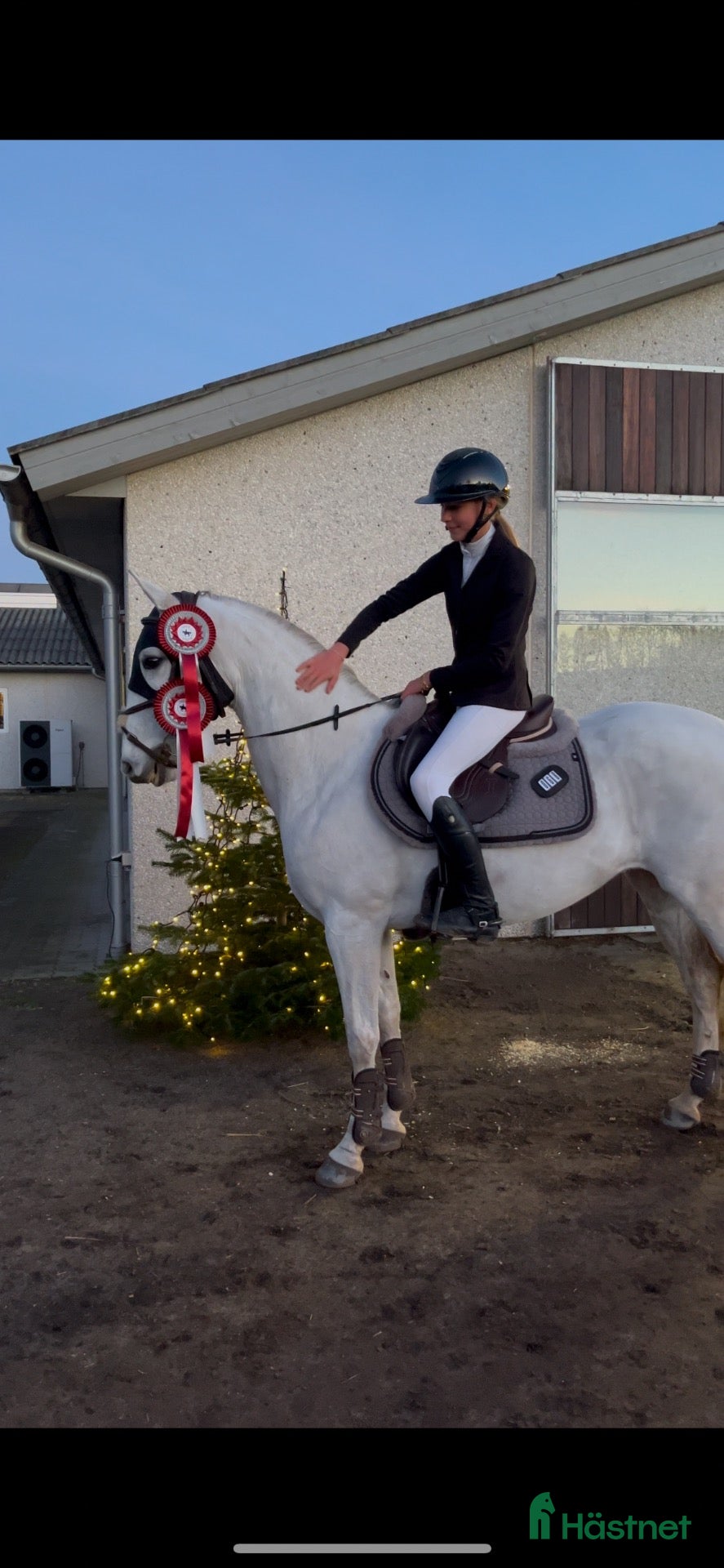  hästar Springpony med kapacitet - Annons 1