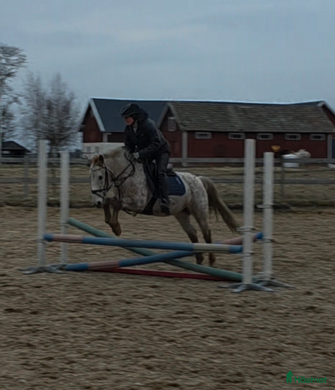  hästar Trevlig ponny - Annons 14