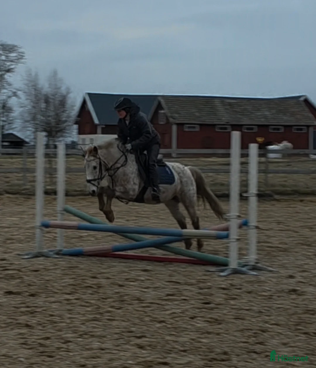 Allround hästar till salu: Trevlig ponny - Annons 1