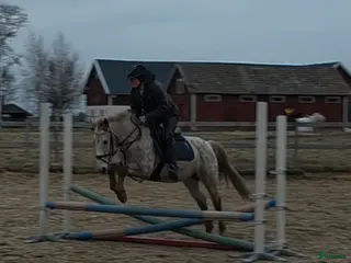 hästar Trevlig ponny - Annons 14