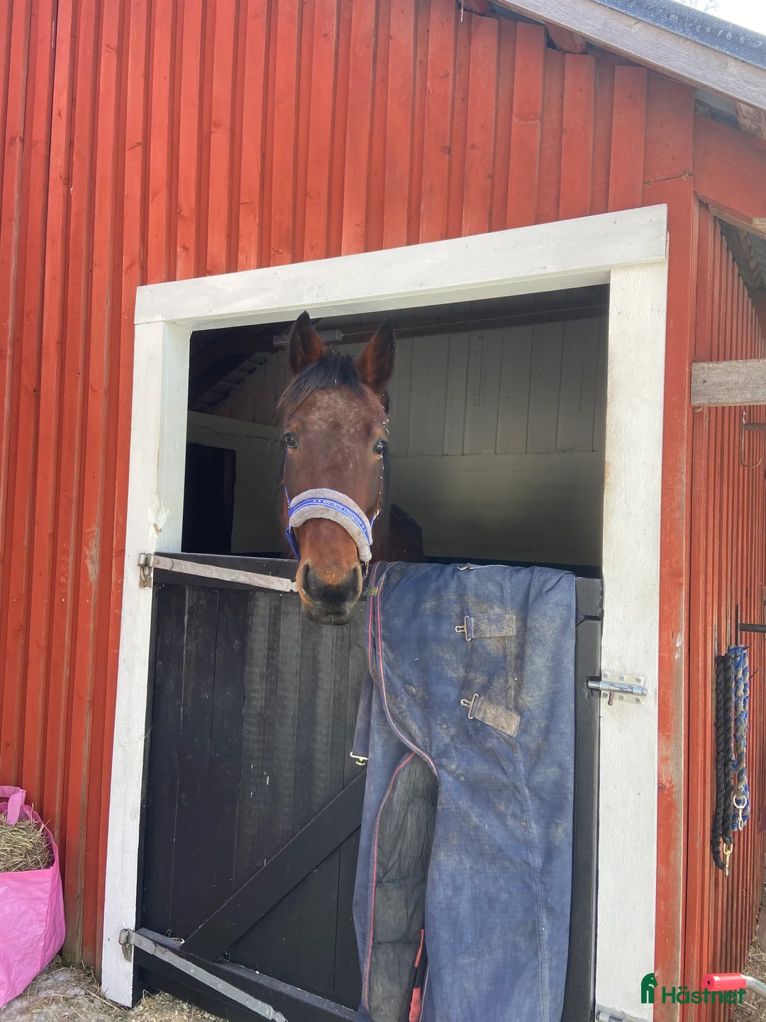 Allround hästar till salu: Mysig kille vill hitta ett nytt hem - Annons 6