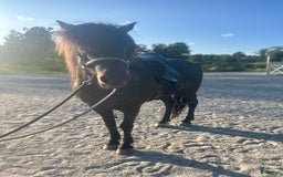 Island hästar till salu: Vackert lovande sto i Torsås - Bild 3