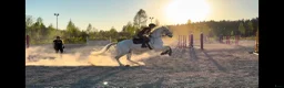 Dressyr hästar till salu: Uttrycksfull och mycket vacker lusitano - Annons 4
