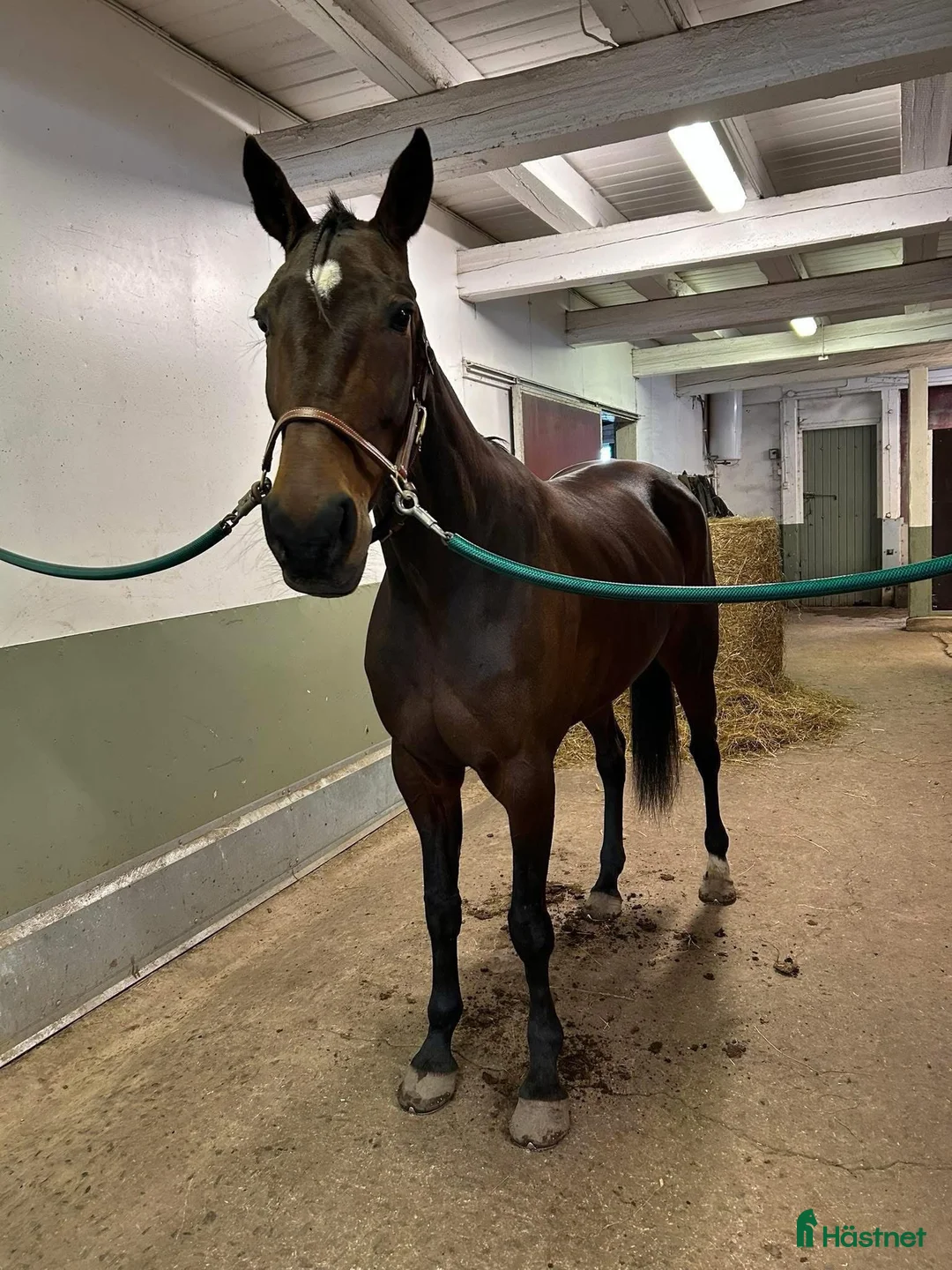 Allround hästar till salu: Fraganzia letar nya utmaningar  i Mantorp - Annons 2