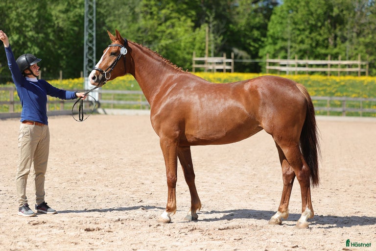 Galleribild {{count}}