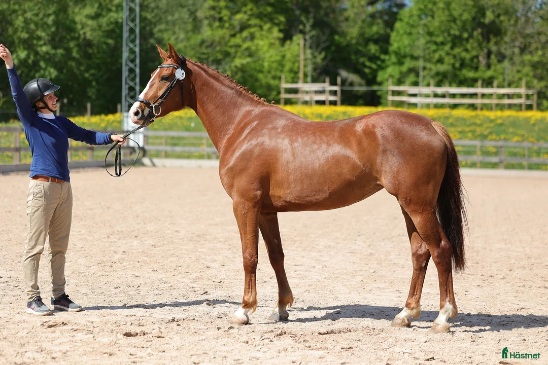 Galleribild {{count}}