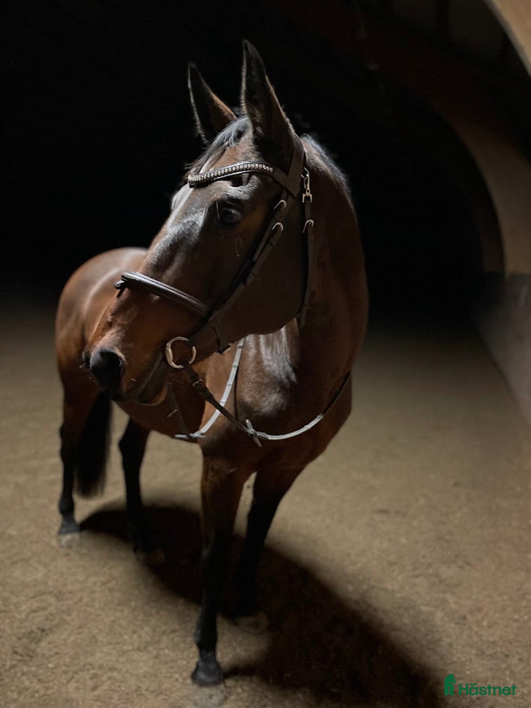 Hoppning hästar till salu: Lovande 1 åring i Hova - Annons 6