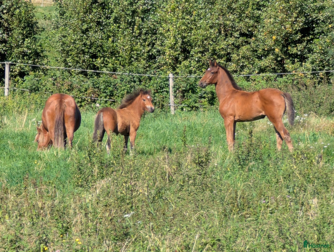 Allround hästar till salu: Trevligt knabstruppersto - föl född 2025 i Falköping - Annons 7