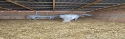  stallplats finnes: Active stable Haninge södra Stockholm  - Annons 3
