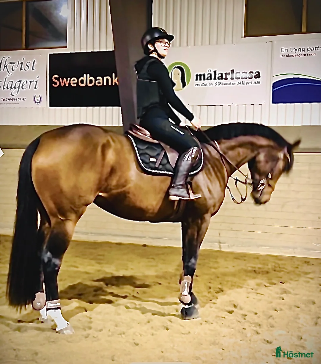 Allround hästar till salu: Socialt och trevligt sto med framtiden för sig - Annons 1