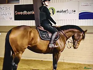 hästar Socialt och trevligt sto med framtiden för sig - Annons 10