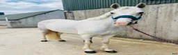Allround hästar till salu: Irish riding ponies  - Annons 9