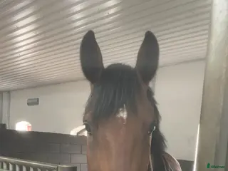 hästar En häst för framtiden - Annons 1