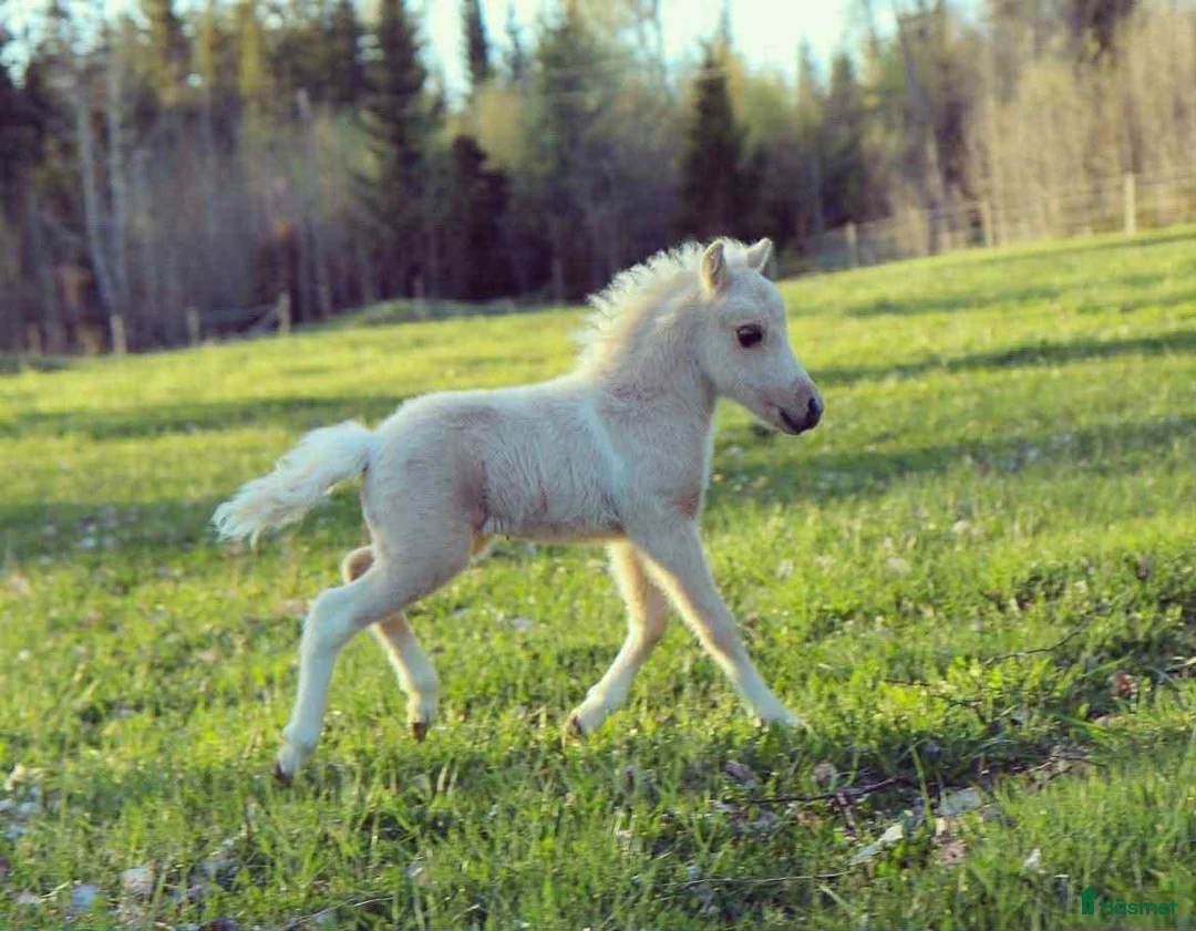 Allround hästar till salu: Mycket lovande AMHA unghingst i Knivsta - Annons 3