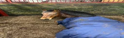  stallplats finnes: Lediga stallplatser i Björlanda, Göteborg - Annons 5