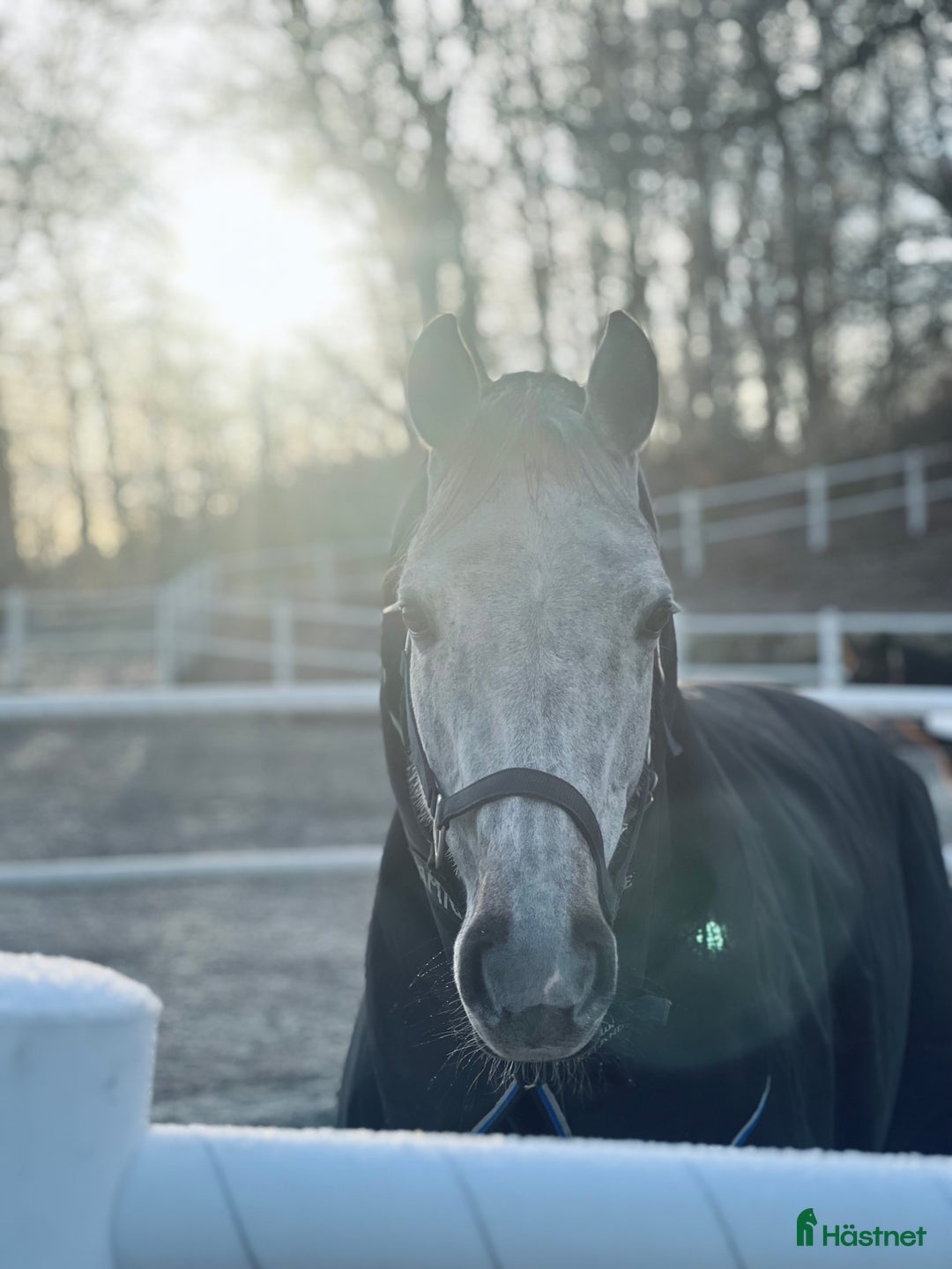 Allround hästar till salu: Fantastisk hobby / avel / allround häst säljes  i Frillesås - Annons 2