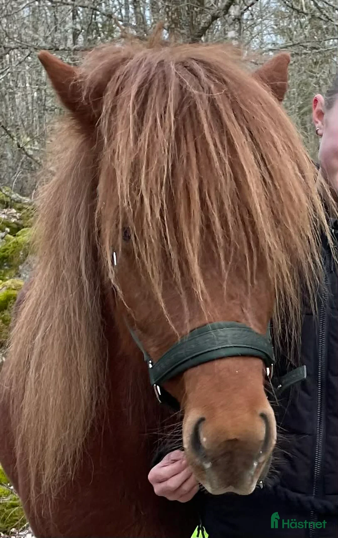 Island hästar till salu: Vacker som en dag - Annons 21