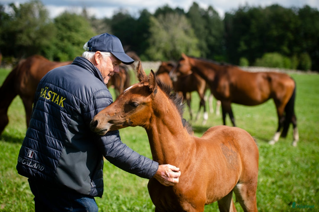  hästjobb finnes: HÄSTSKÖTARE till HÄSTAK i Älmeboda - Annons 8