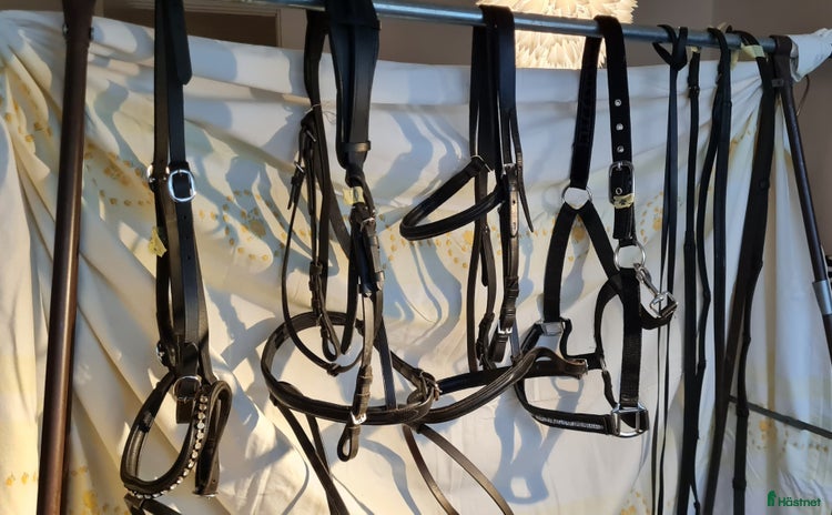 Träns hästutrustning till salu i Umeå - Annons 1