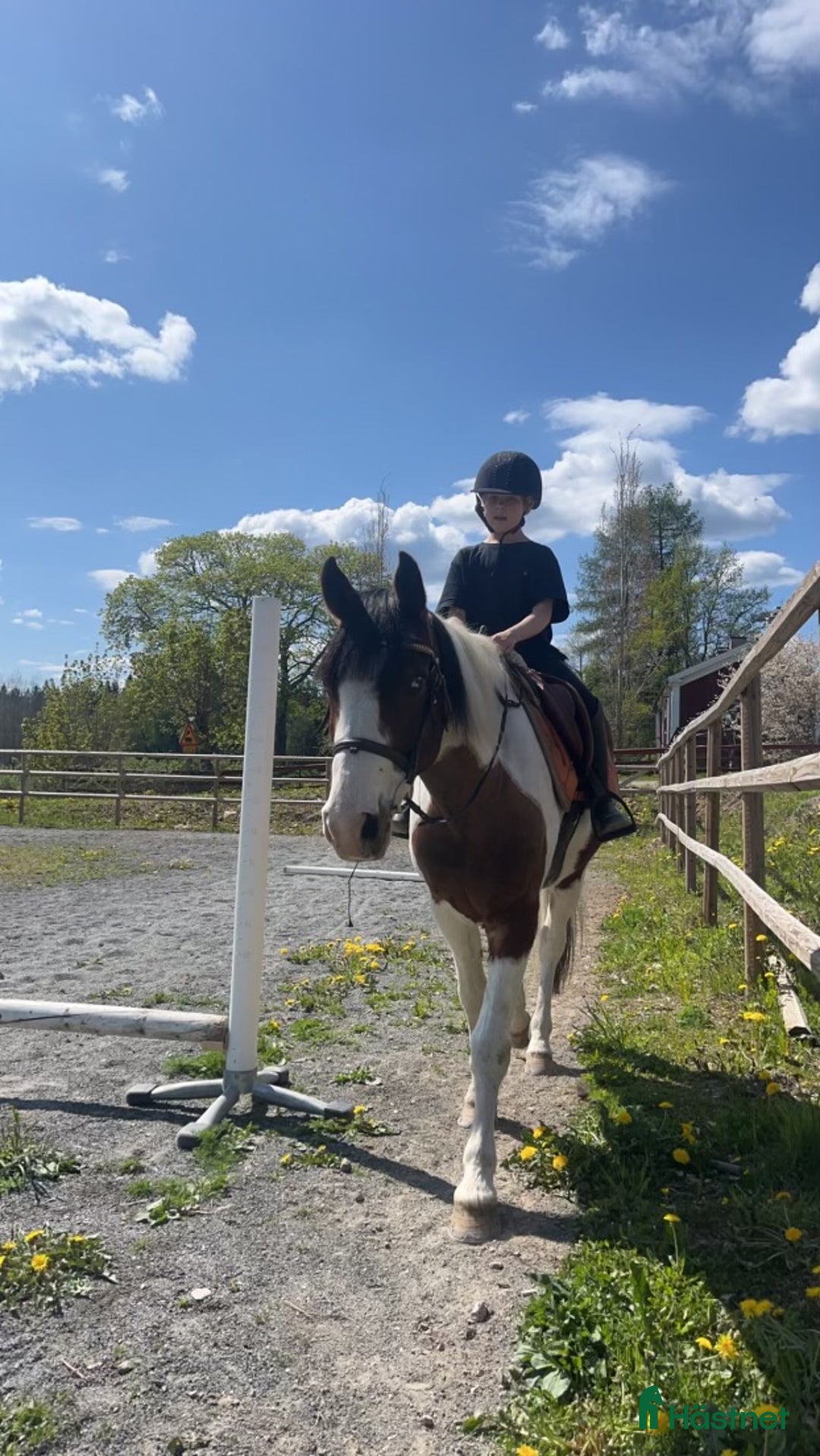 Allround hästar sökes: Söker C ponny till tävling i Nora - Annons 1