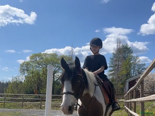 hästar Söker C ponny till tävling i Nora - Annons 24