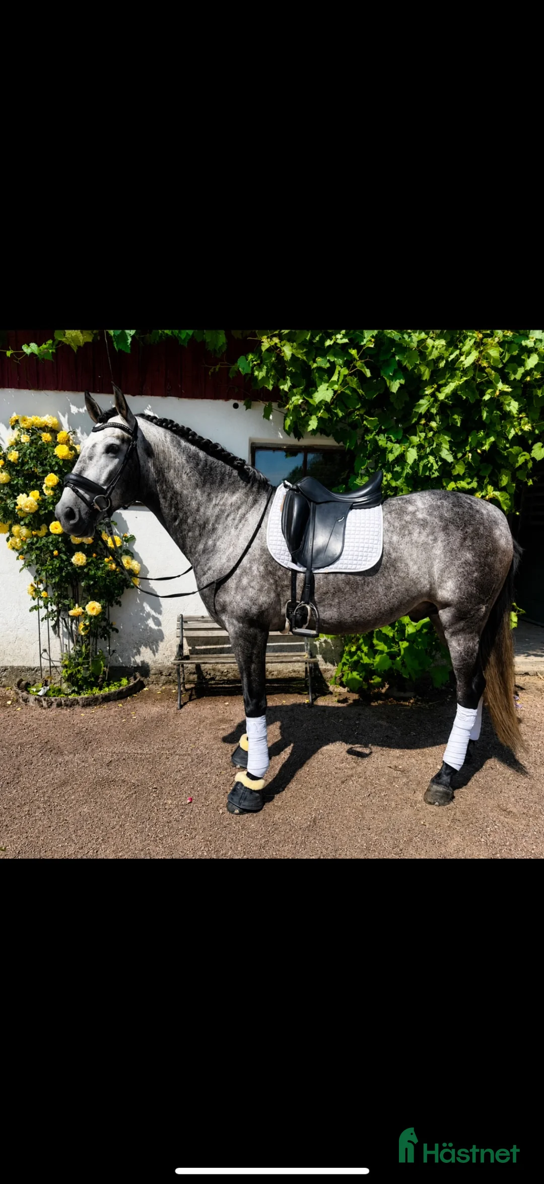Working Equitation hästar till salu: Superfin PRE valack  - Annons 1