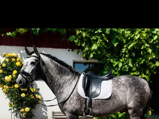 hästar Superfin PRE valack - Annons 1