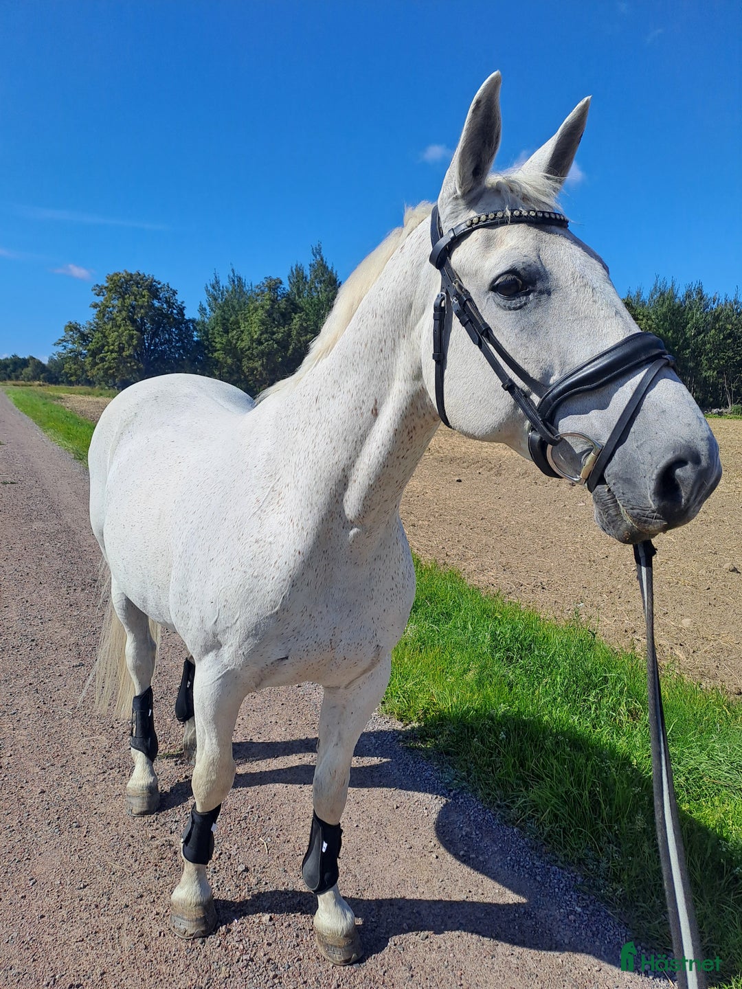  foderhäst finnes: Foderhäst finnes i Skänninge - Annons 2