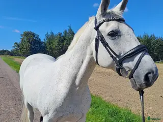 foderhäst Sällskapshäst finnes - Annons 1