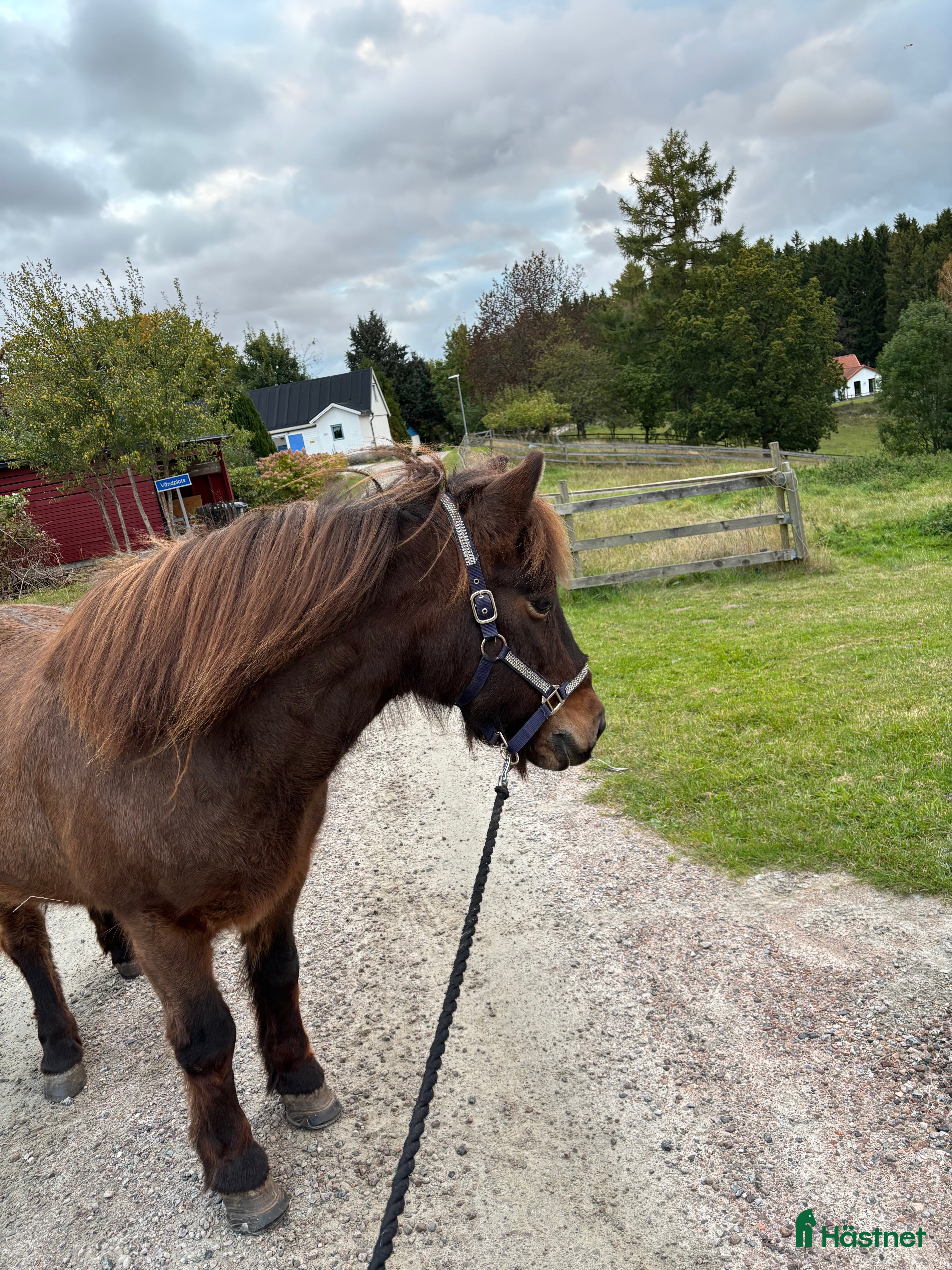  hästar Halvfodervärd sökes till underbara islandshäst. i Skurup - Annons 15