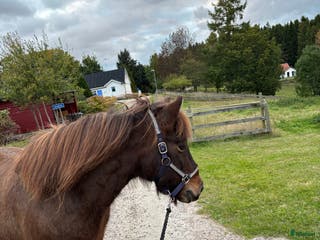 hästar Halvfodervärd sökes till underbara islandshäst. i Skurup - Annons 15