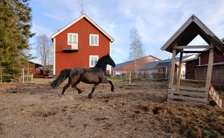  hästar i Robertsfors - Annons 4