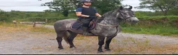 Allround hästar till salu: Irish riding ponies - Annons 13