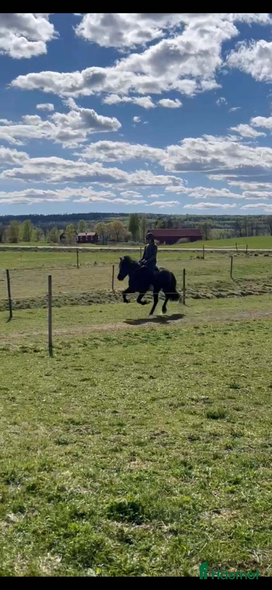 Island hästar till salu: Prins Garpur 👑  - Annons 5