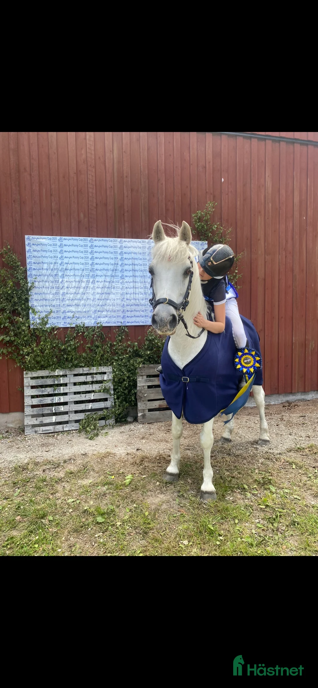 Allround hästar till salu: Rutinerad all round ponny - Annons 6